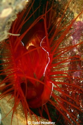 Electric Clam by Todd Moseley 